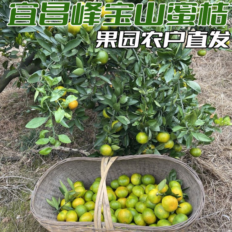 湖北宜昌峰宝山高山早熟蜜桔特早蜜橘无核无渣大量供应
