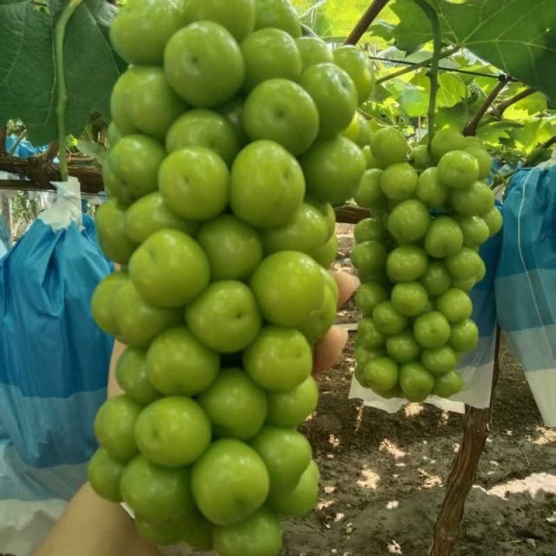 阳光玫瑰