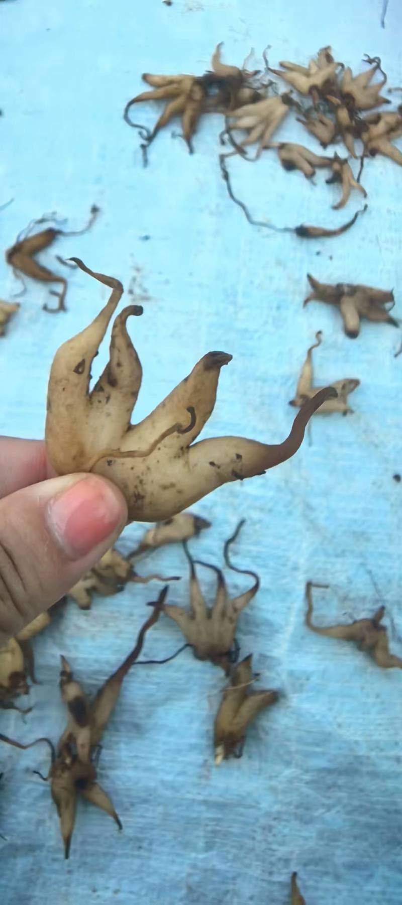 手掌参种子