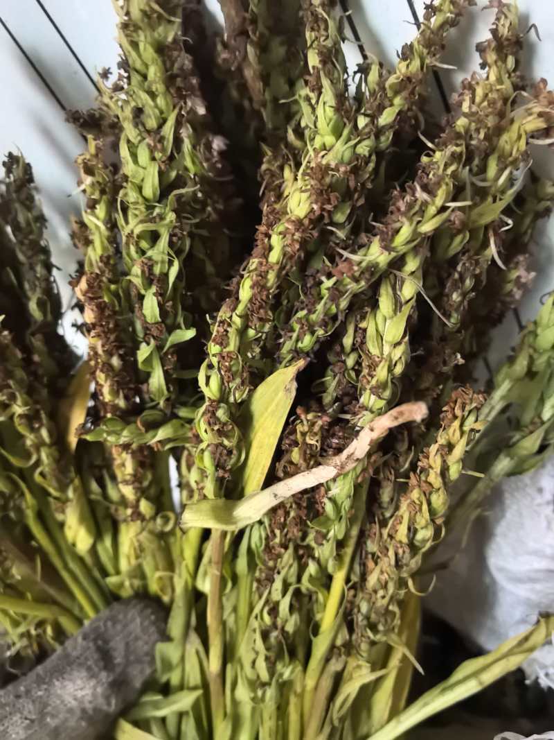 手掌参种子
