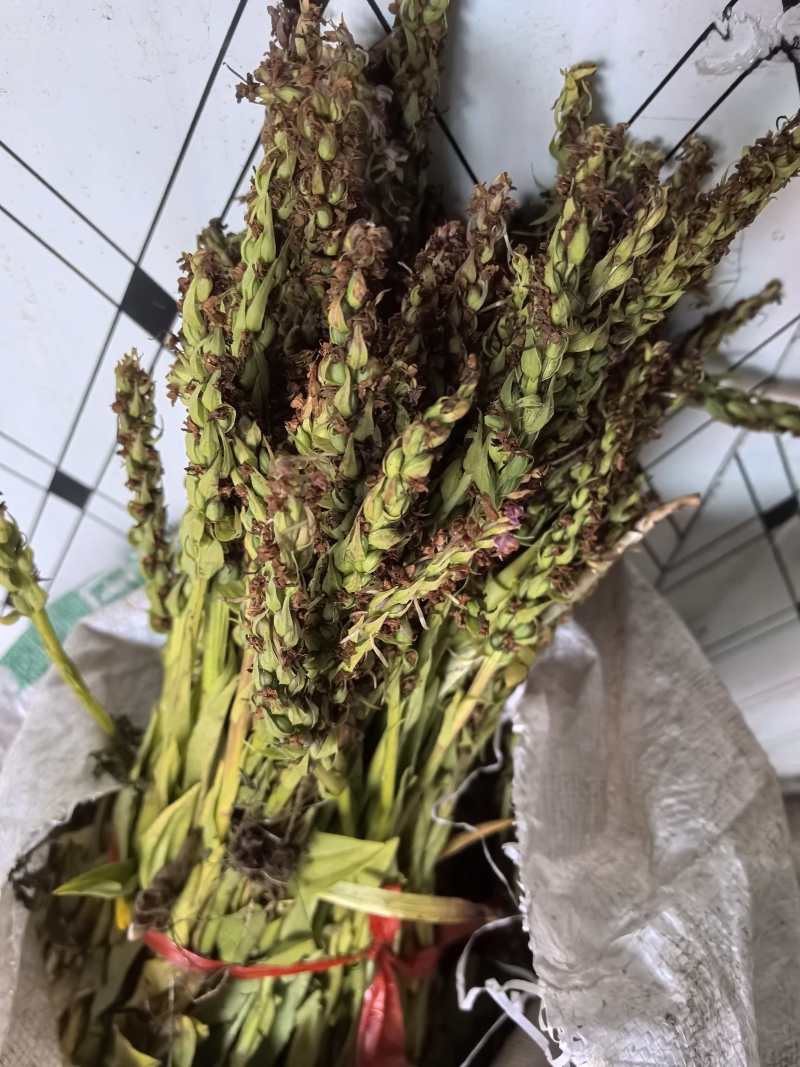 手掌参种子