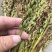 手掌参种子