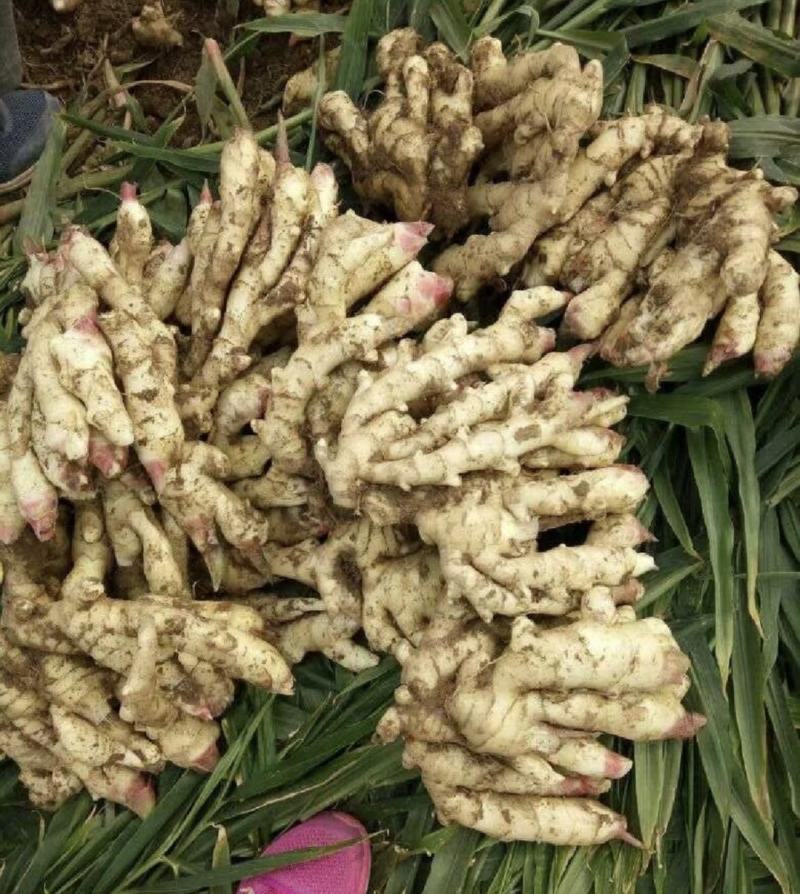 红芽鲜姜大量上市了，保质保量代存代卖提供冷库窖洞诚信经营