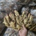 红芽鲜姜大量上市了,保质保量代存代卖提供冷库窖洞诚信经营