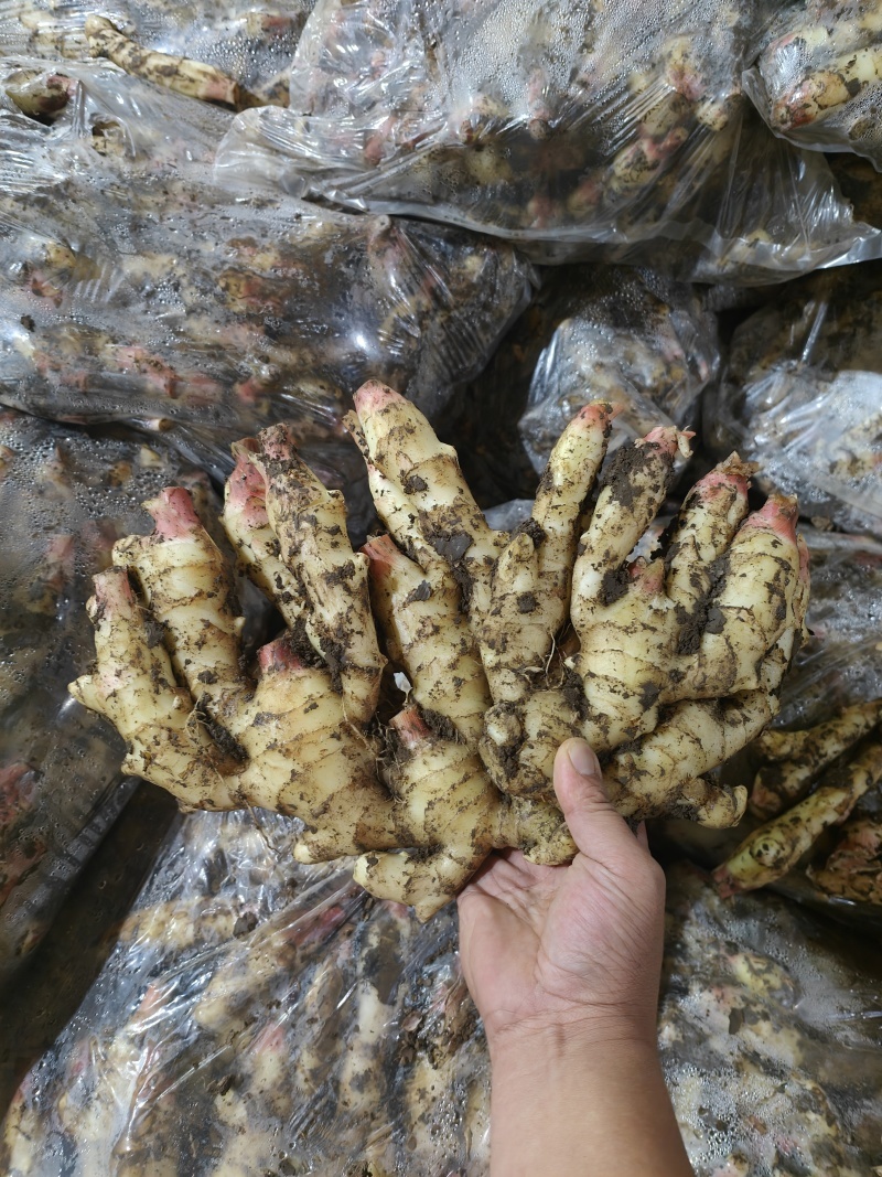 红芽鲜姜大量上市了，保质保量代存代卖提供冷库窖洞诚信经营