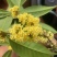 桂花干花（金桂银桂）