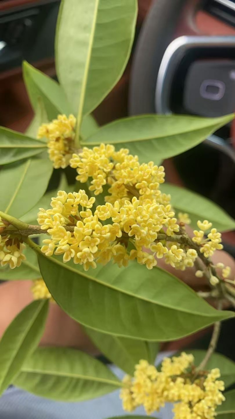 桂花干花（金桂银桂）