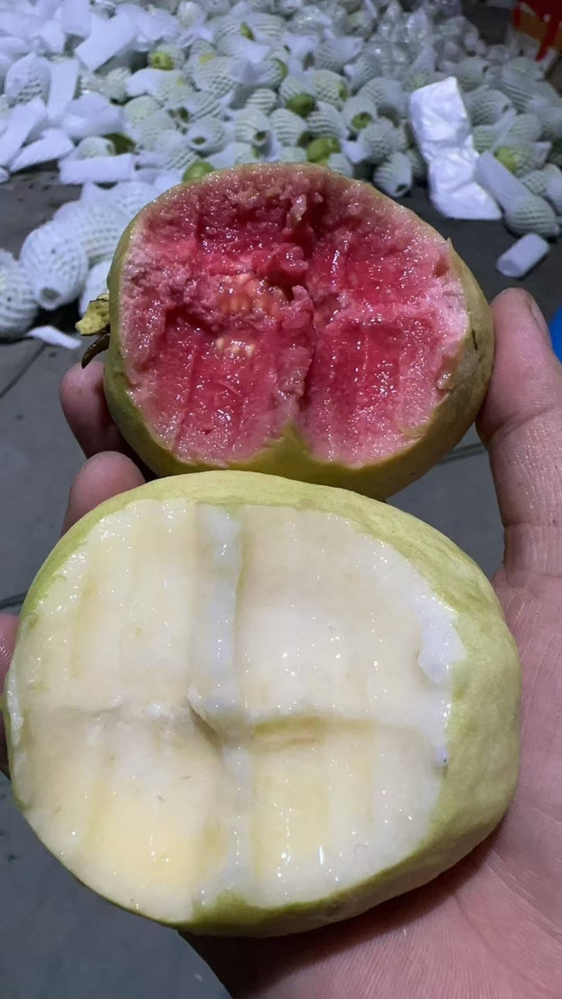 番石榴芭乐团购市场商超茶饮供应