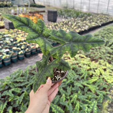 杰克林海芋室内热植网红ins植物