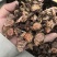 红景天带皮圆片，合法手续