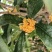 桂花干花（金桂银桂）