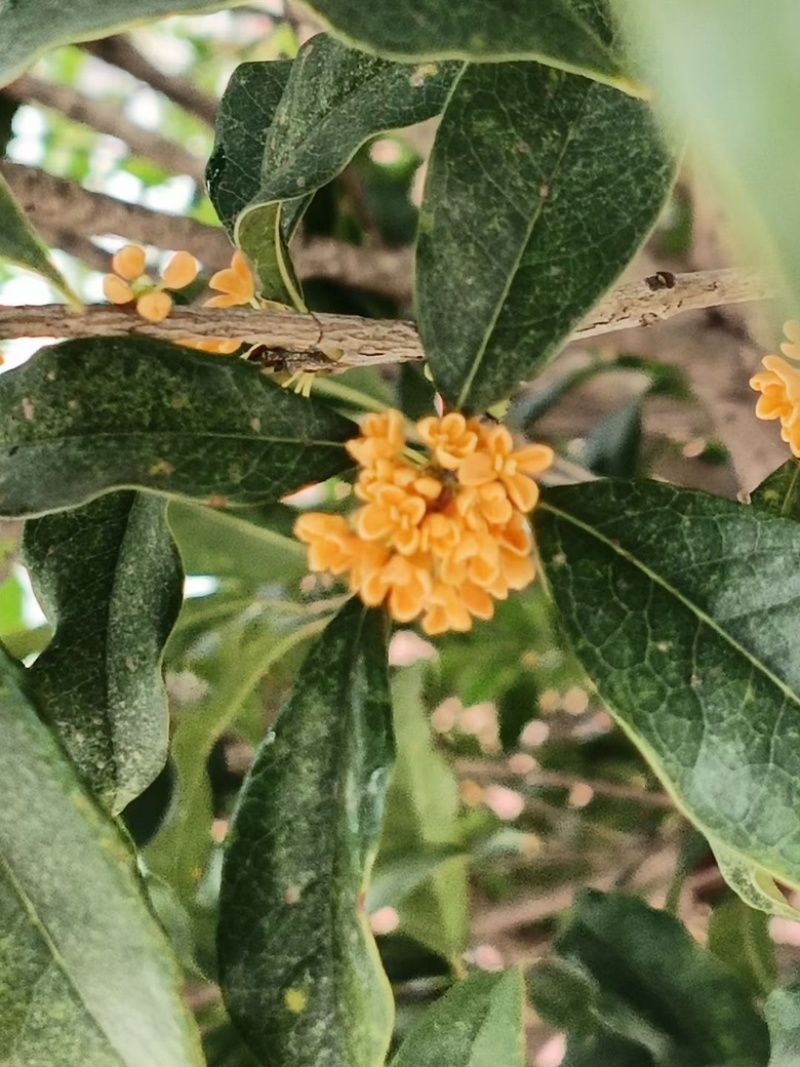 桂花干花（金桂银桂）