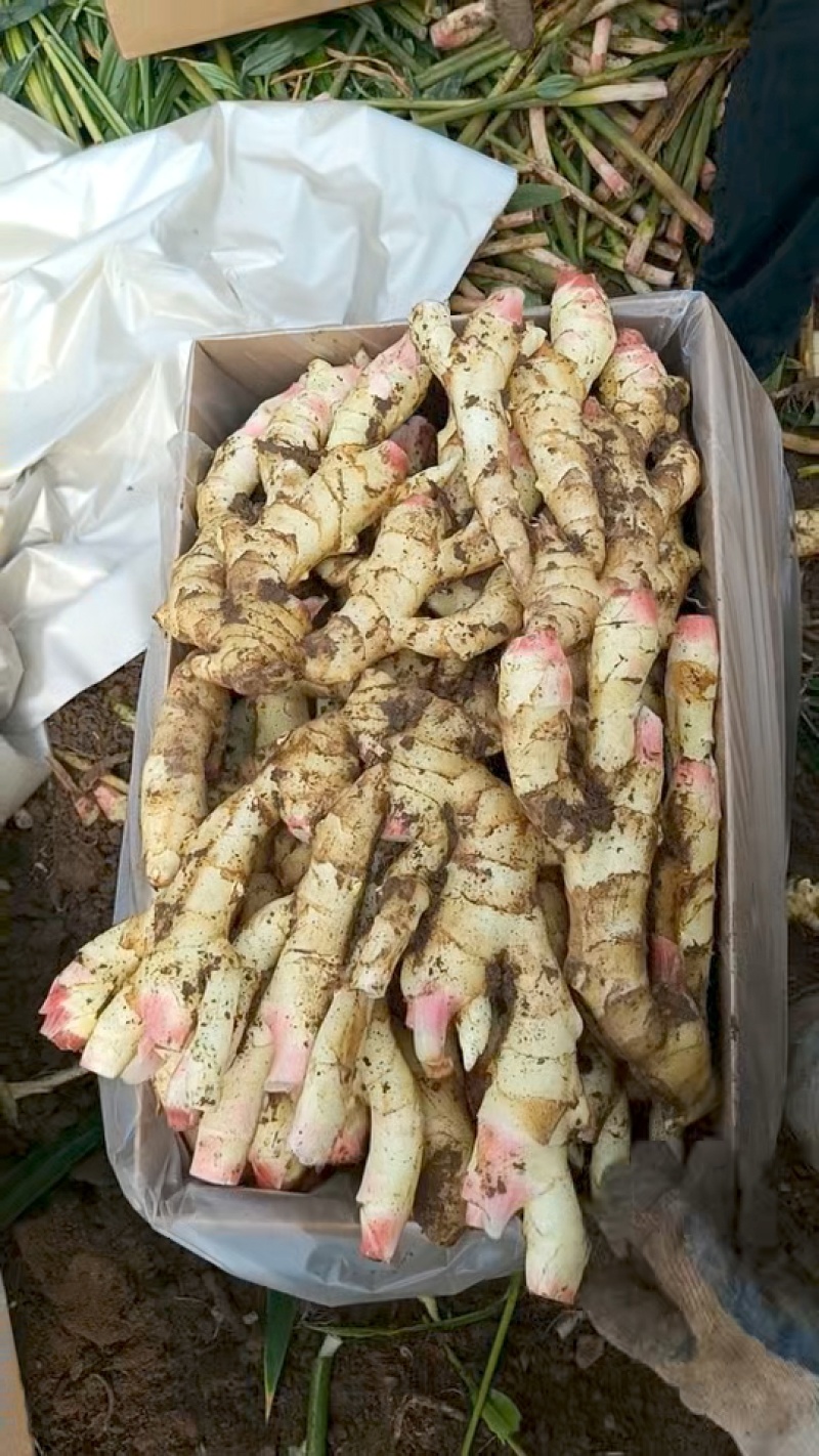 山东红芽鲜姜大量上市代存入库现挖现发保质保量