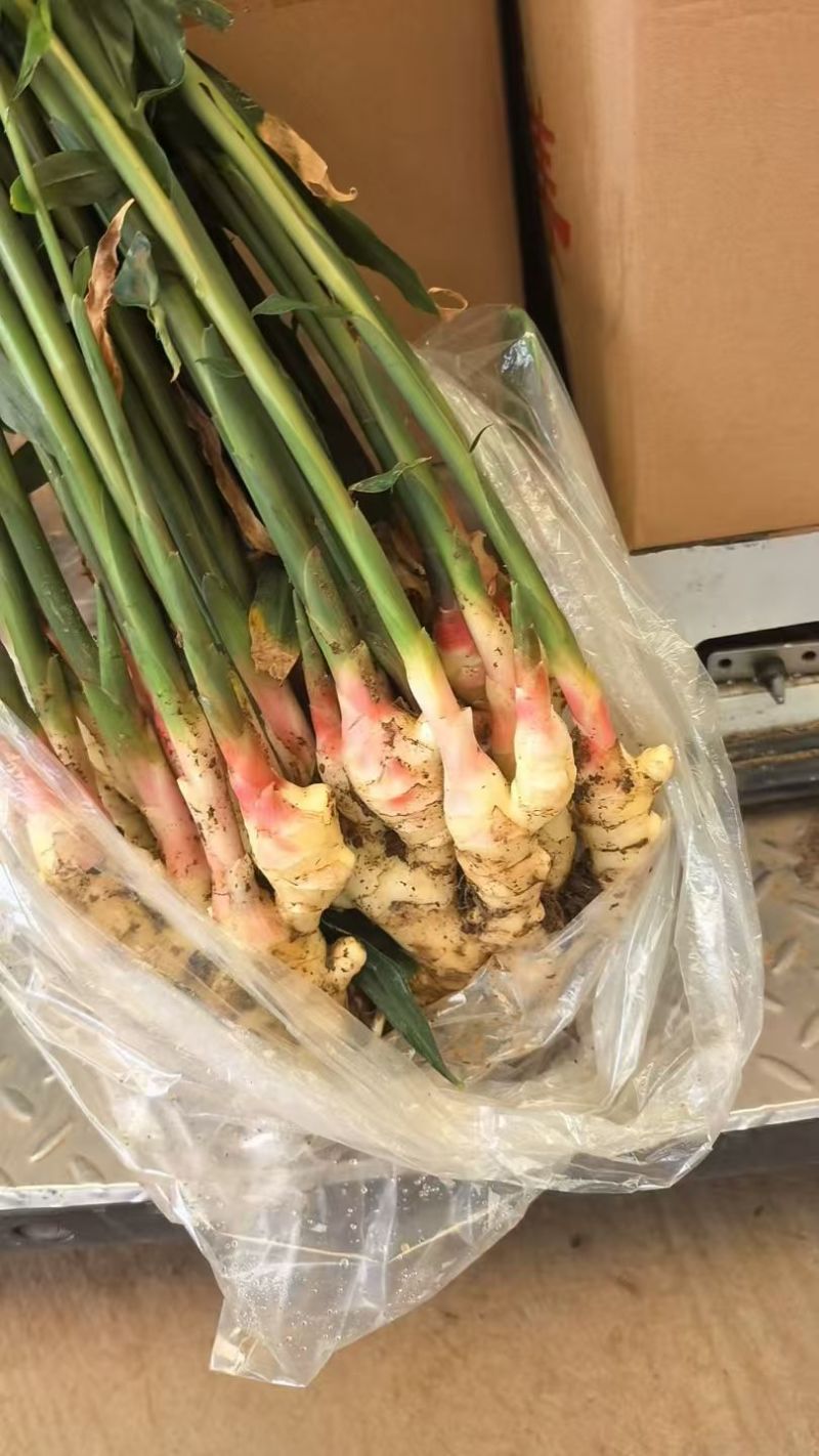 山东红芽鲜姜大量上市代存入库现挖现发保质保量