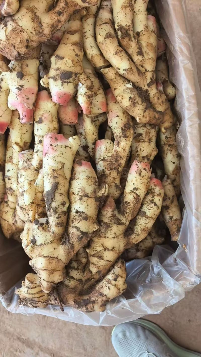 山东红芽鲜姜大量上市代存入库现挖现发保质保量
