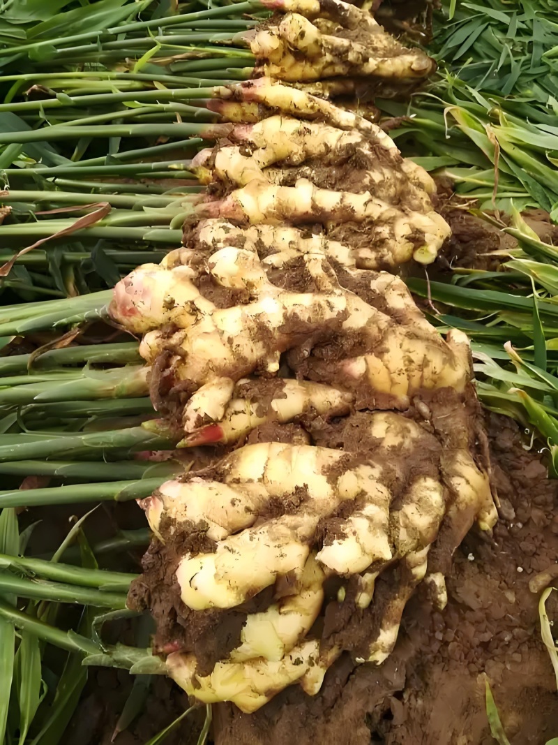 山东红芽鲜姜大量上市代存入库现挖现发保质保量