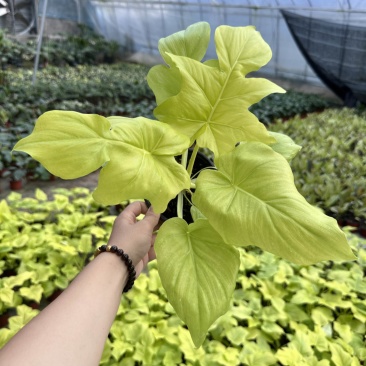 黄金春羽蔓绿绒观叶植物室内热植
