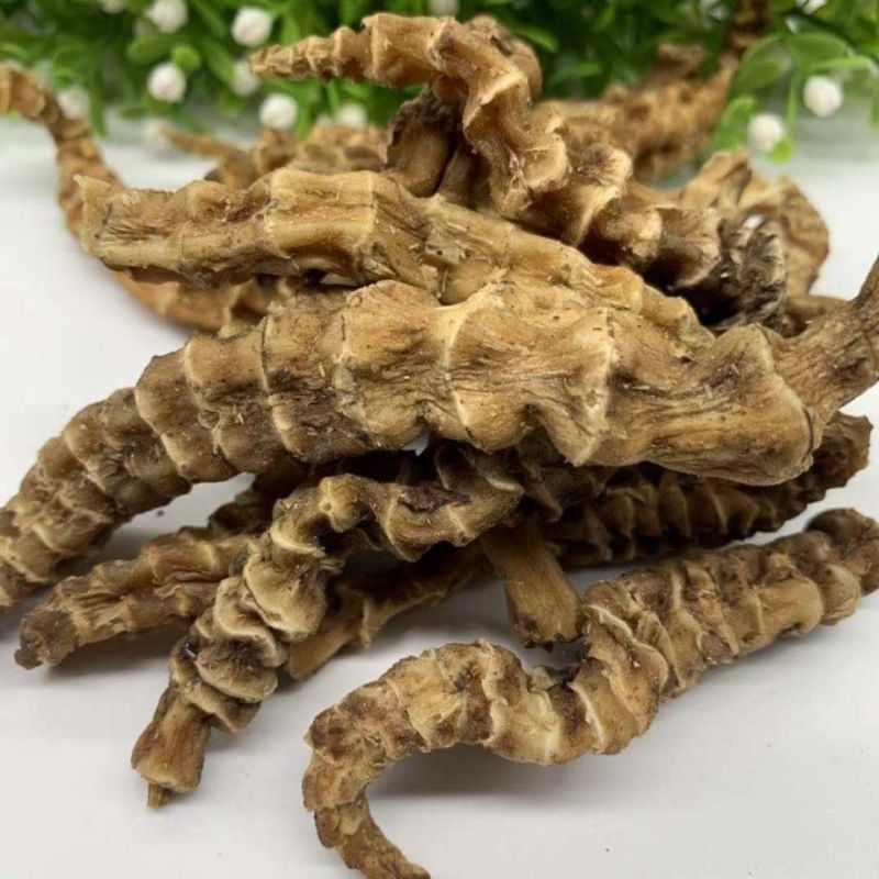 正品云南精选虫草参地参新鲜大根加粗滋补食材竹节参干货煲汤