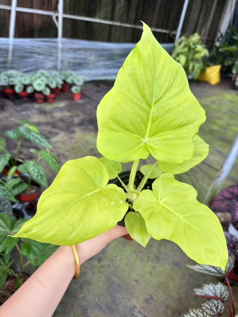 黄金春羽蔓绿绒观叶植物室内热植