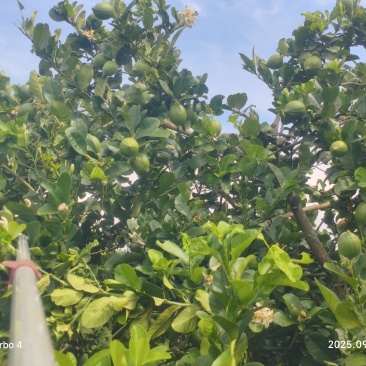 香水柠檬