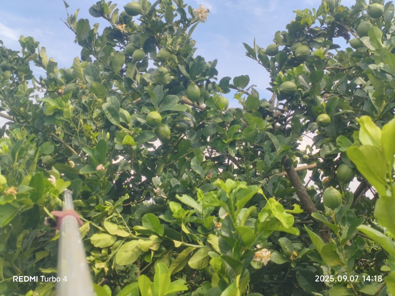 香水柠檬