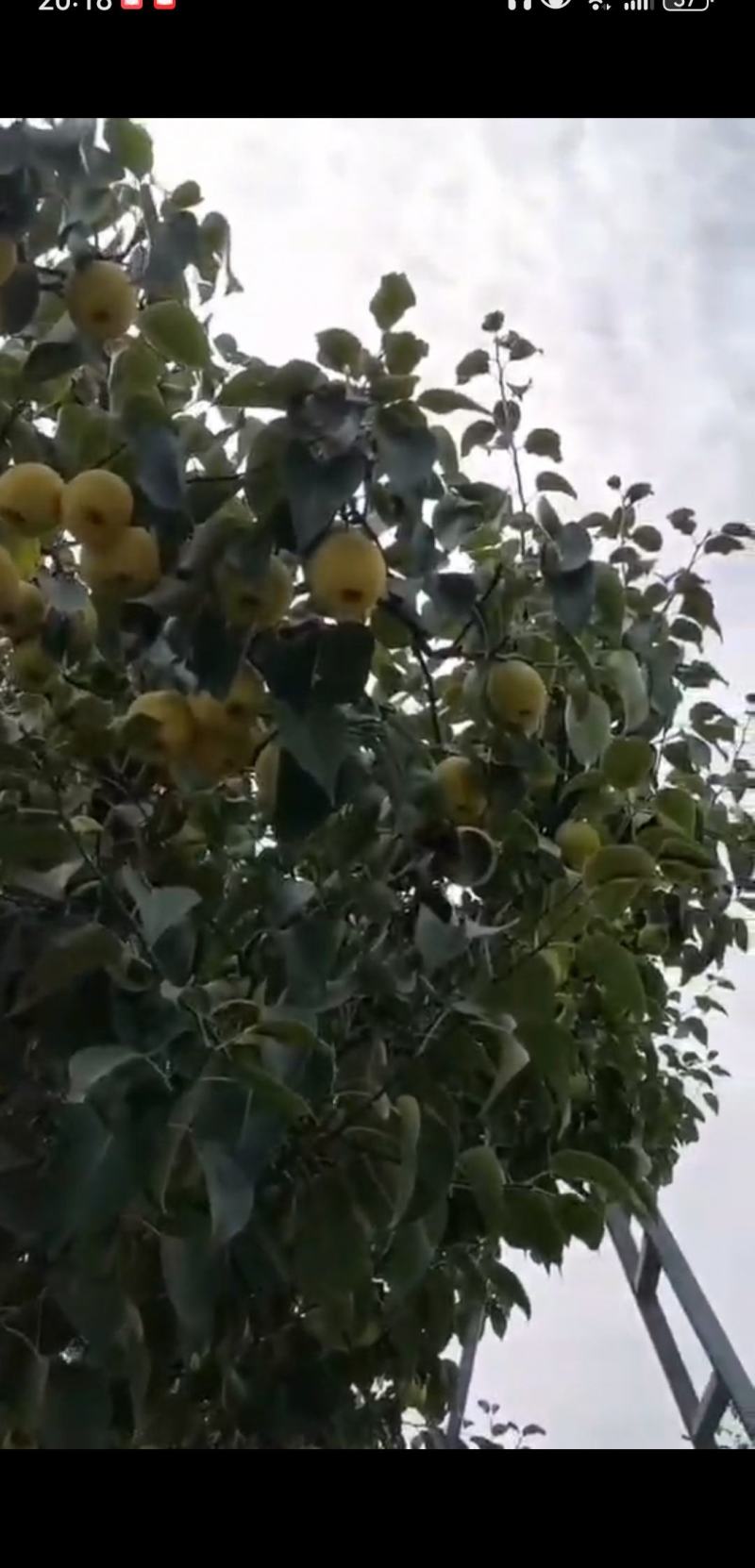同川特产酥梨