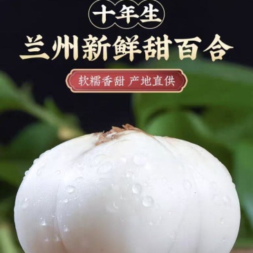 两头皇兰州鲜百合酒店电商商超团购