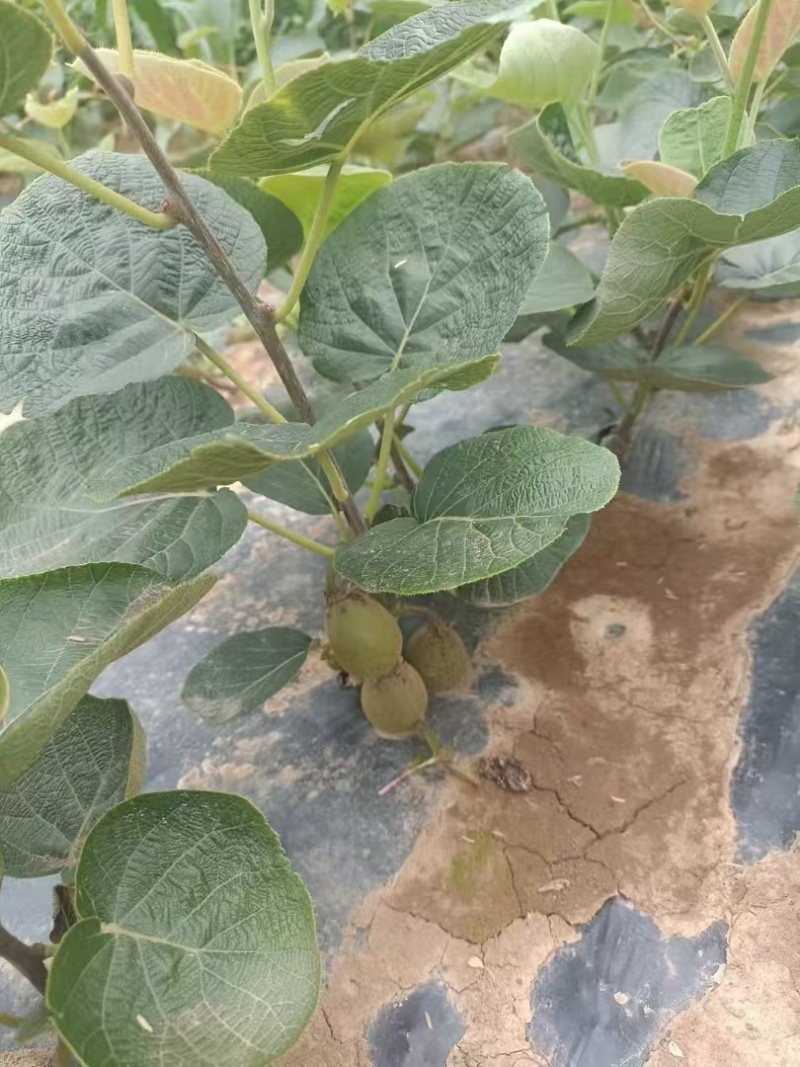 红心猕猴桃苗原产地基地直发现挖现发嫁接苗