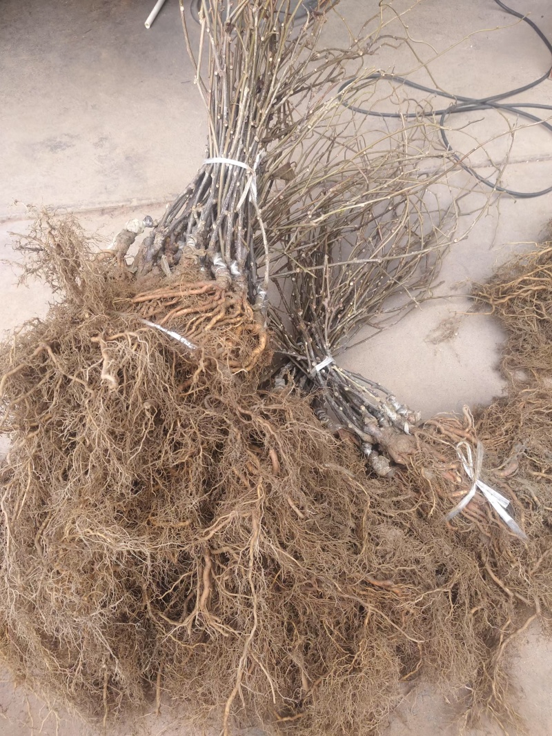 红心猕猴桃苗原产地基地直发现挖现发嫁接苗
