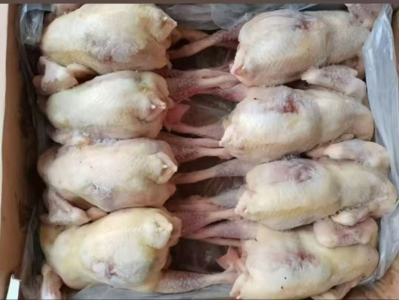 老母鸡三黄鸡，黑爪公鸡，母鸡货源充足