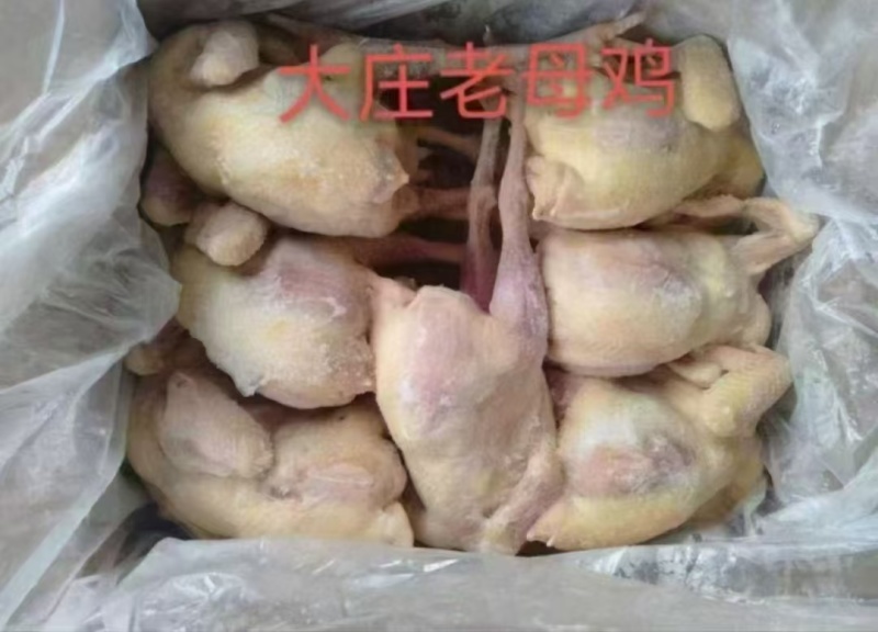 老母鸡三黄鸡，黑爪公鸡，母鸡货源充足