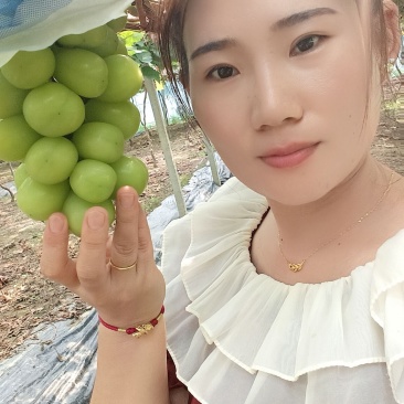 阳光玫瑰