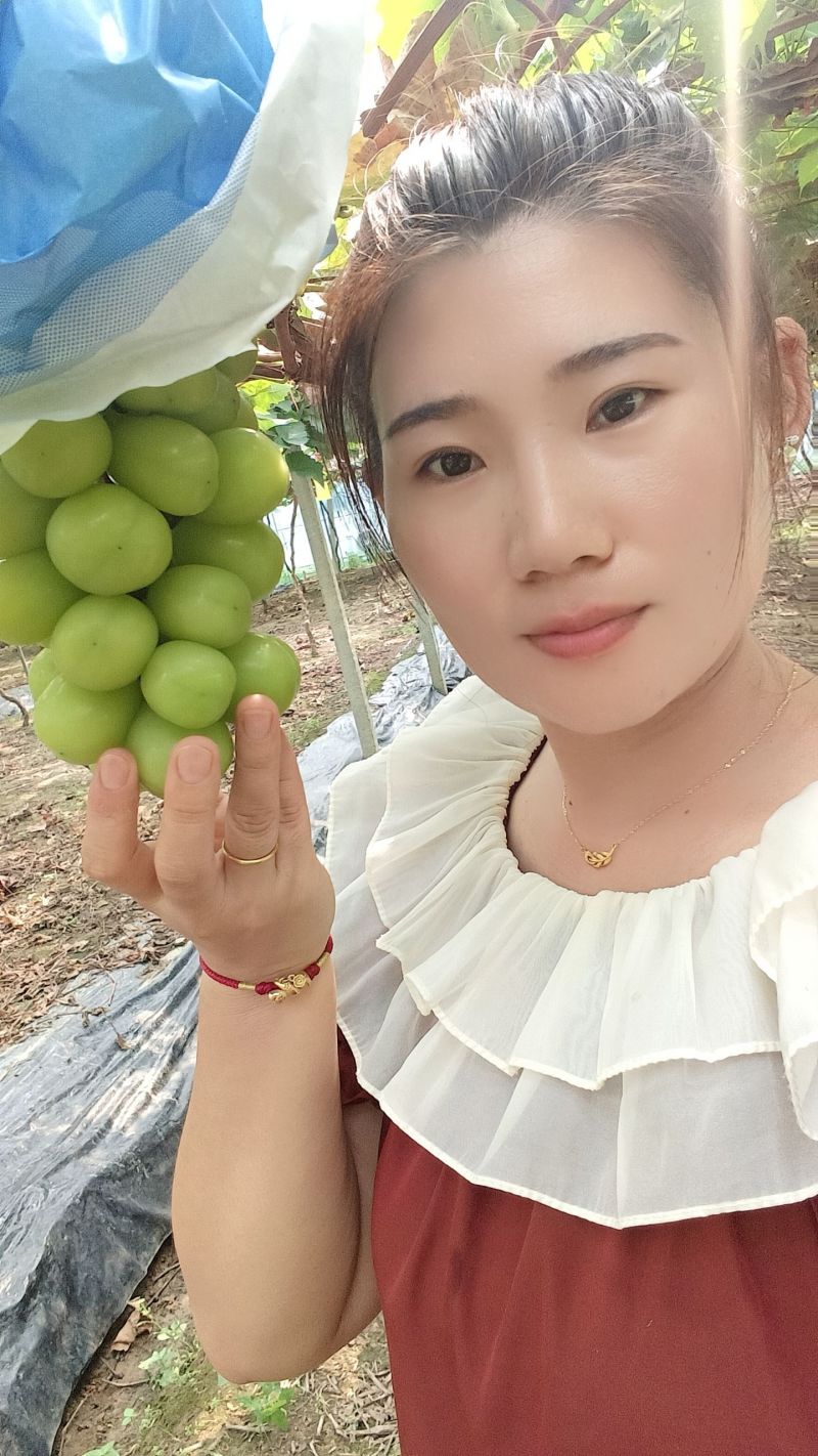 阳光玫瑰