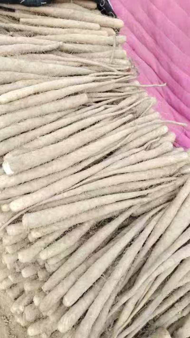 精品双棒山药上市预定中