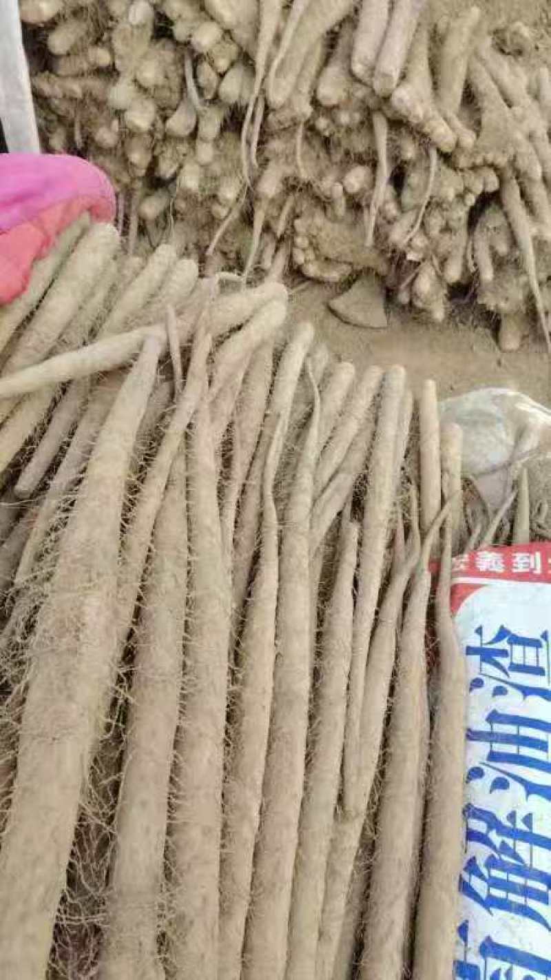 精品双棒山药上市预定中