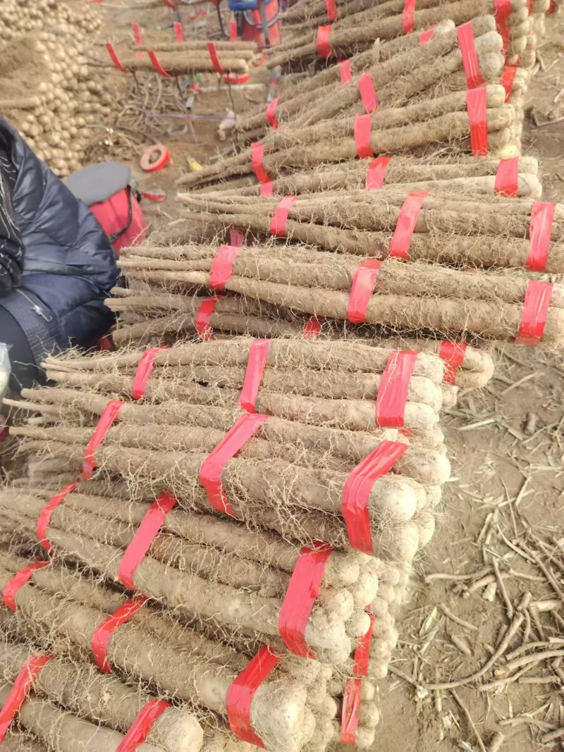 精品双棒山药上市预定中
