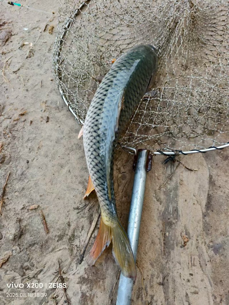 鲤鱼