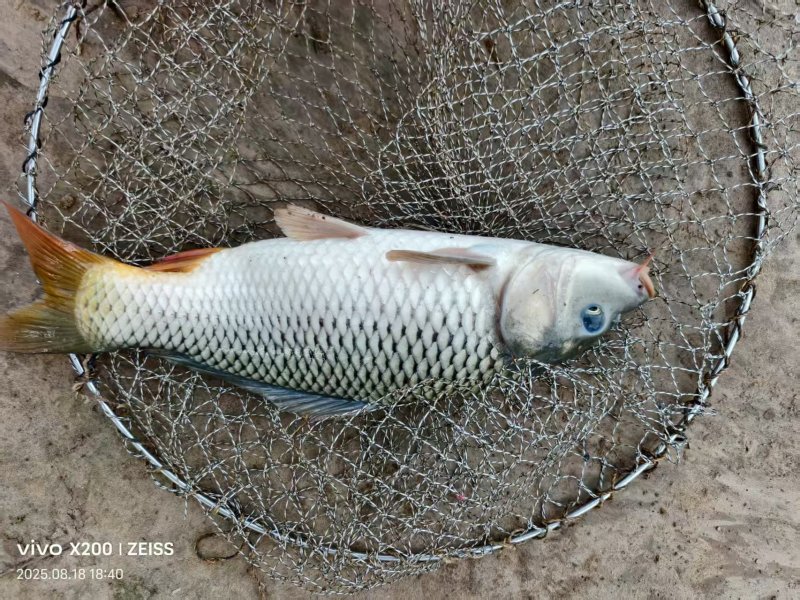 鲤鱼
