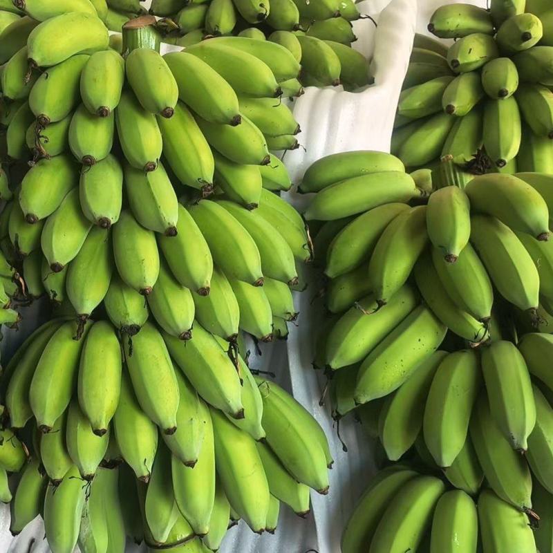 高州粉蕉海南蕉小米蕉，电商一件代发，市场代办