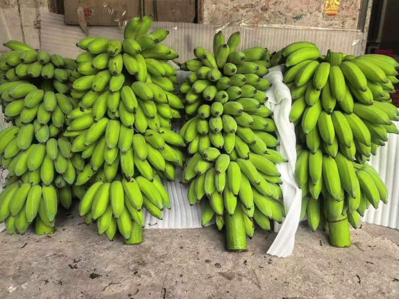 高州粉蕉海南蕉小米蕉，电商一件代发，市场代办