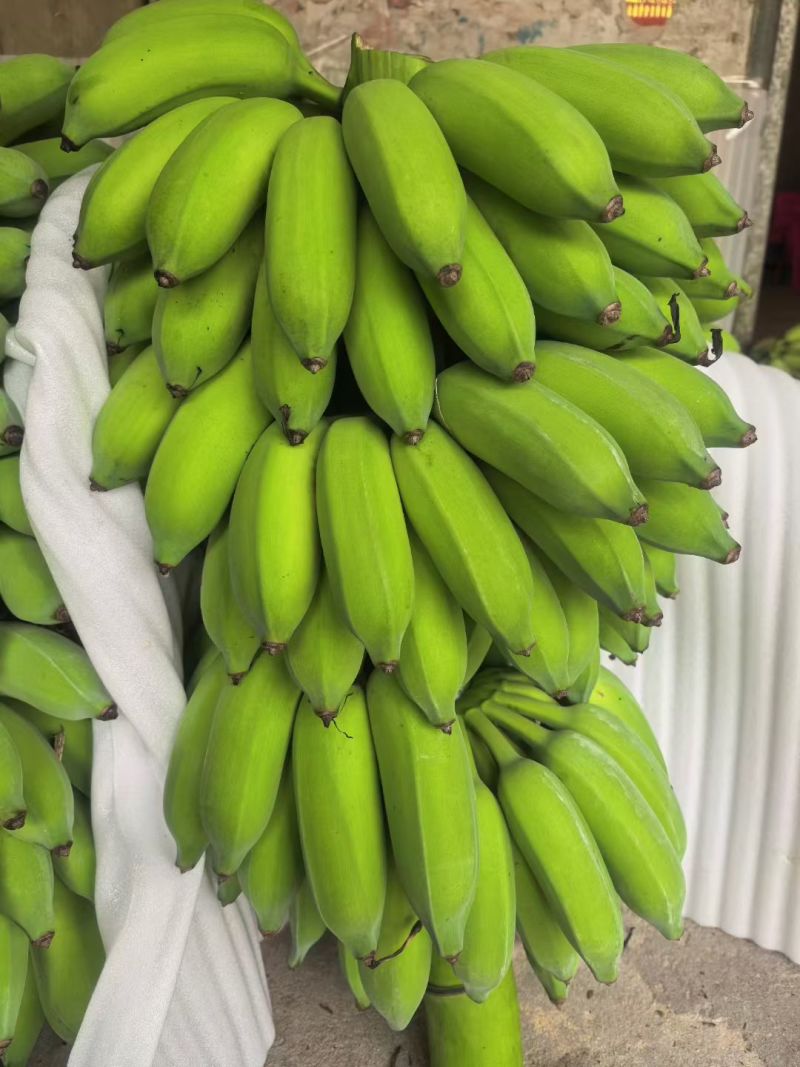 高州粉蕉海南蕉小米蕉，电商一件代发，市场代办