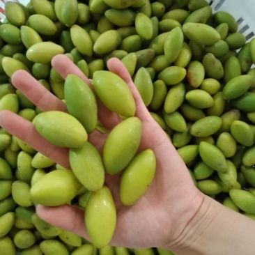 高州黄榄橄榄，煲汤榄。电商一件代发，市场代办