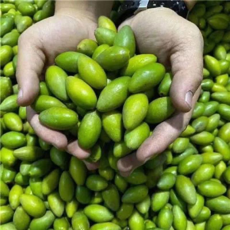 高州黄榄橄榄，煲汤榄。电商一件代发，市场代办