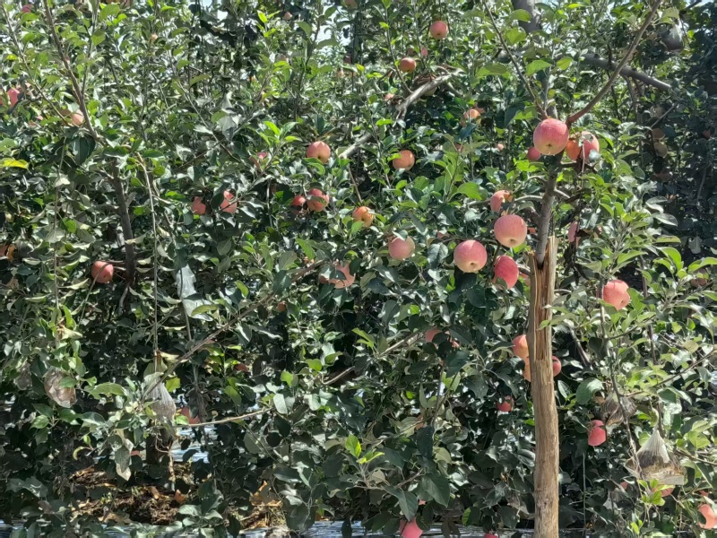 良乡苹果早熟红富士红将军苹果大量供应可视频看货欢迎来