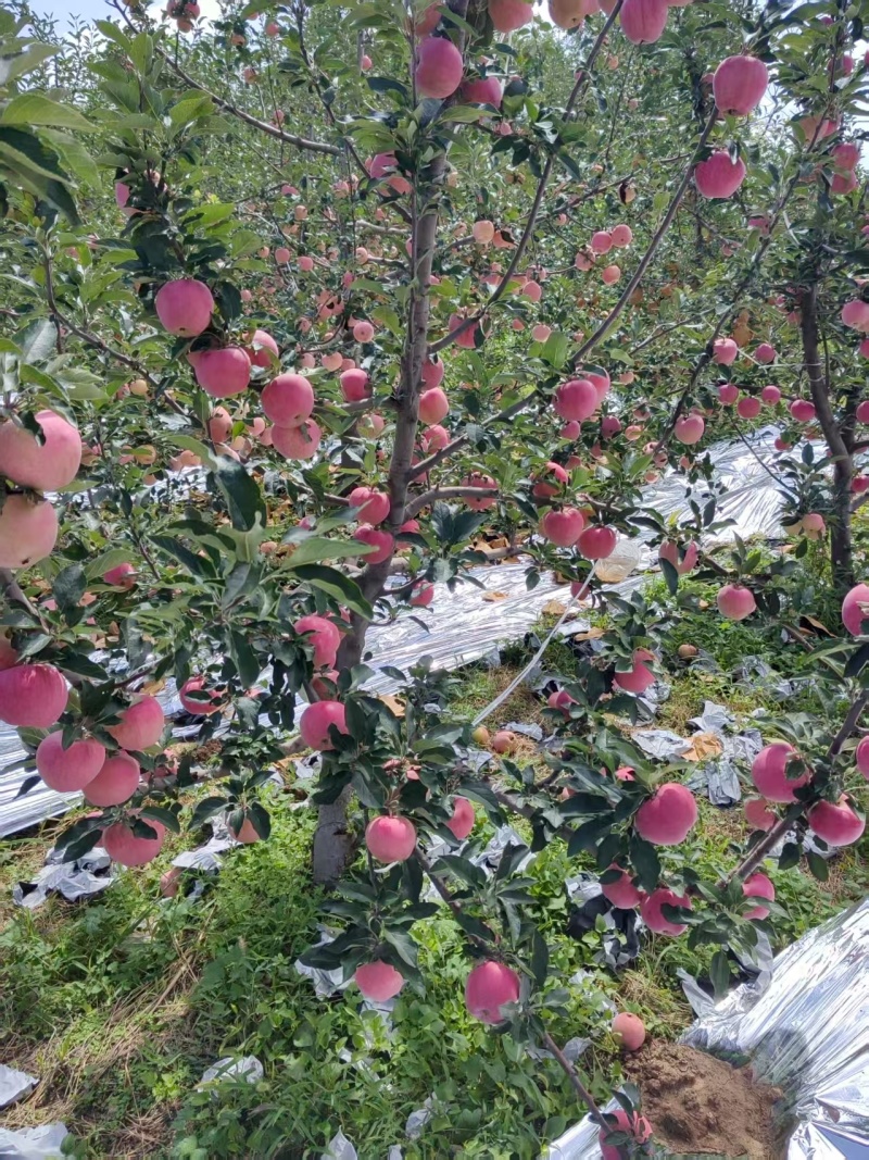 良乡苹果早熟红富士红将军苹果大量供应可视频看货欢迎来