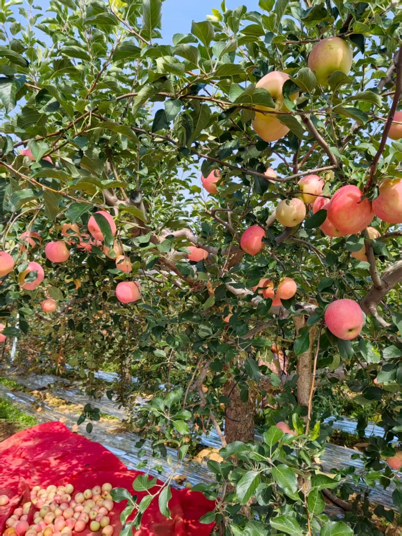 良乡苹果早熟红富士红将军苹果大量供应可视频看货欢迎来