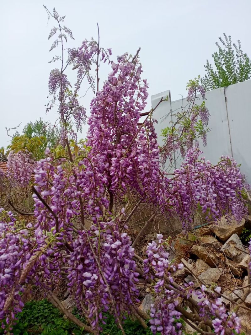 日本长穗紫藤紫罗兰花苗爬藤植物紫藤花树苗盆栽地栽四季藤蔓