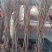 日本长穗紫藤紫罗兰花苗爬藤植物紫藤花树苗盆栽地栽四季藤蔓