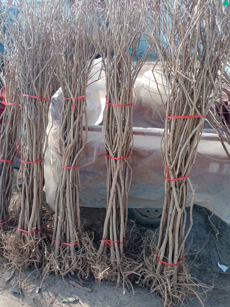 日本长穗紫藤紫罗兰花苗爬藤植物紫藤花树苗盆栽地栽四季藤蔓