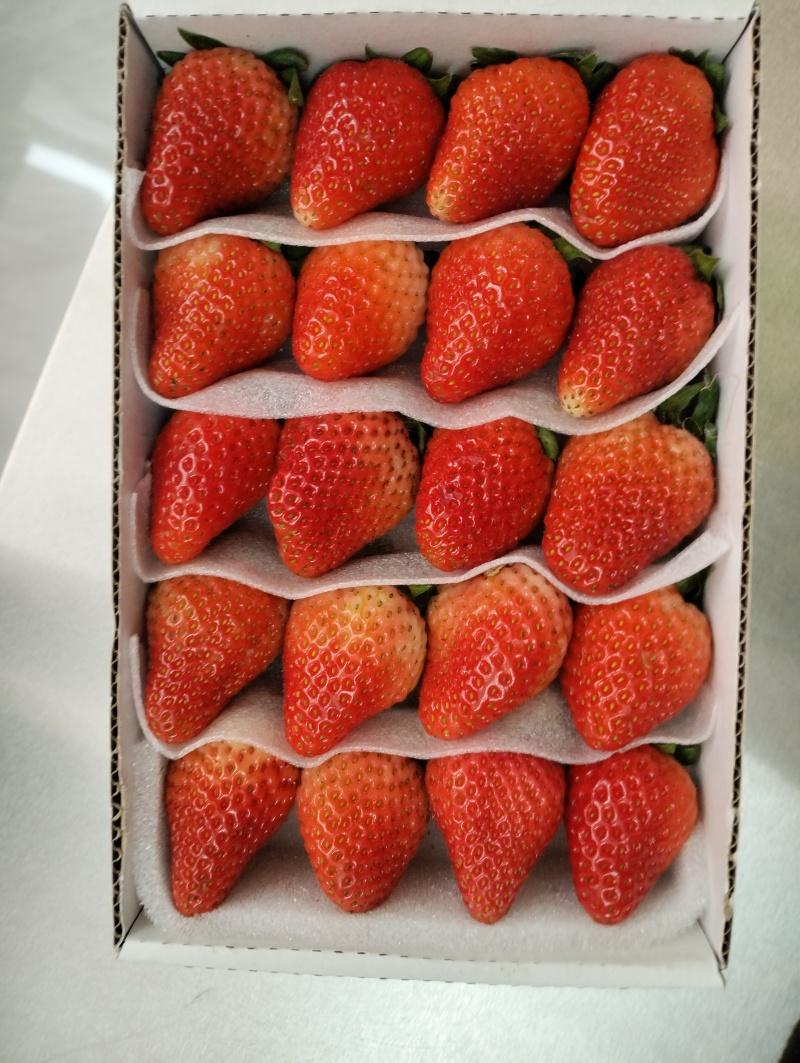 四季草莓